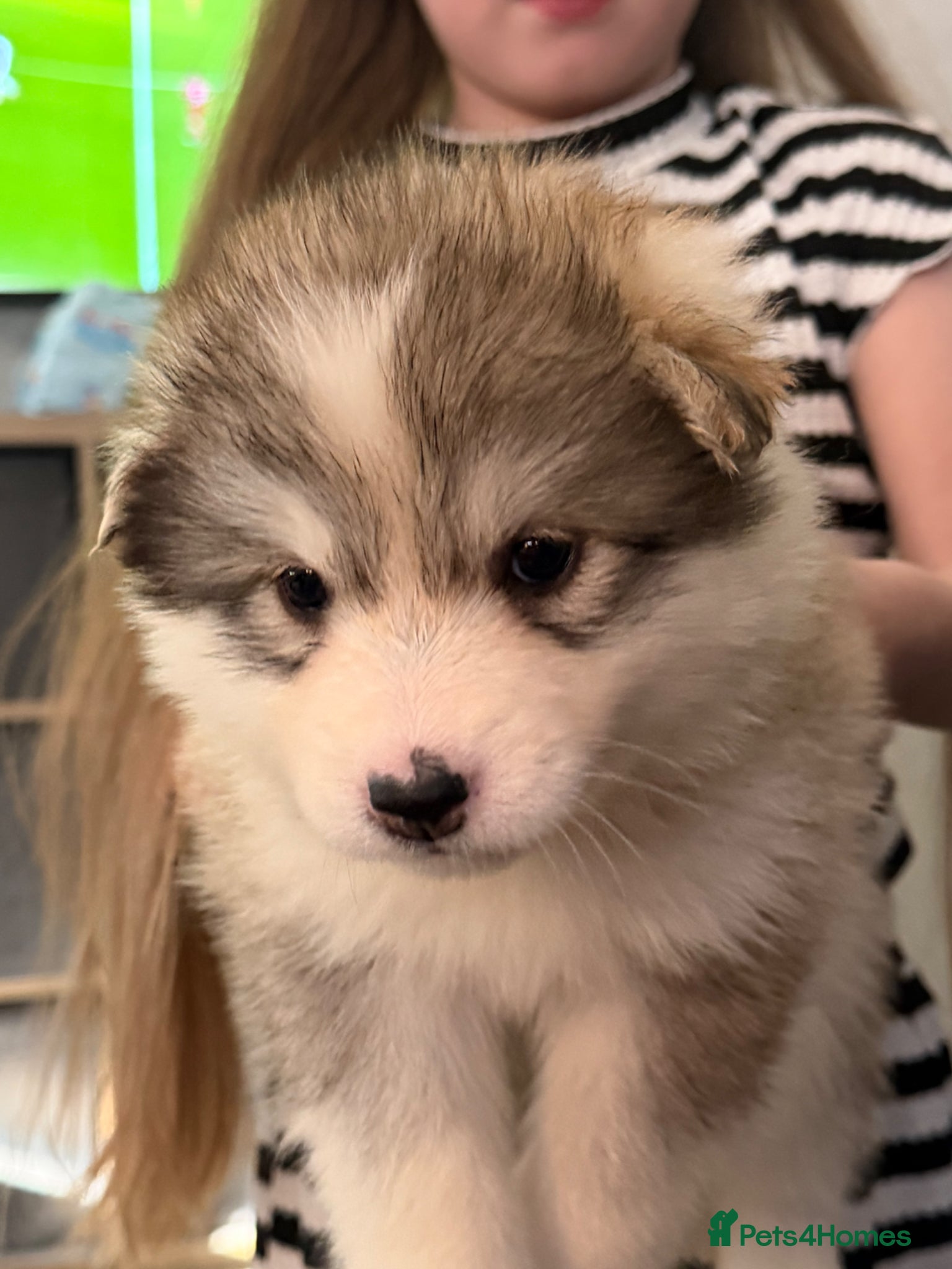 Alaskan Malamute dogs 3/4 malamute puppies like husky ready now - Advert 4
