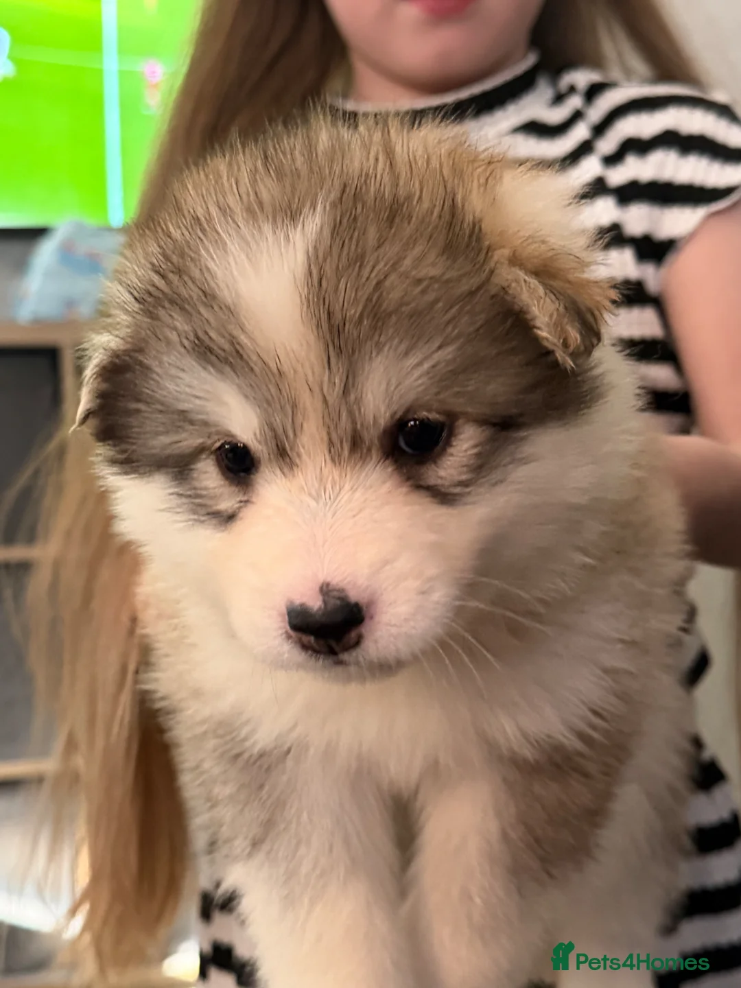Alaskan Malamute dogs for sale: 3/4 malamute puppies like husky ready now - Advert 1