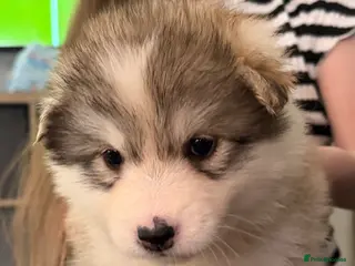 Alaskan Malamute dogs 3/4 malamute puppies like husky ready now - Advert 3