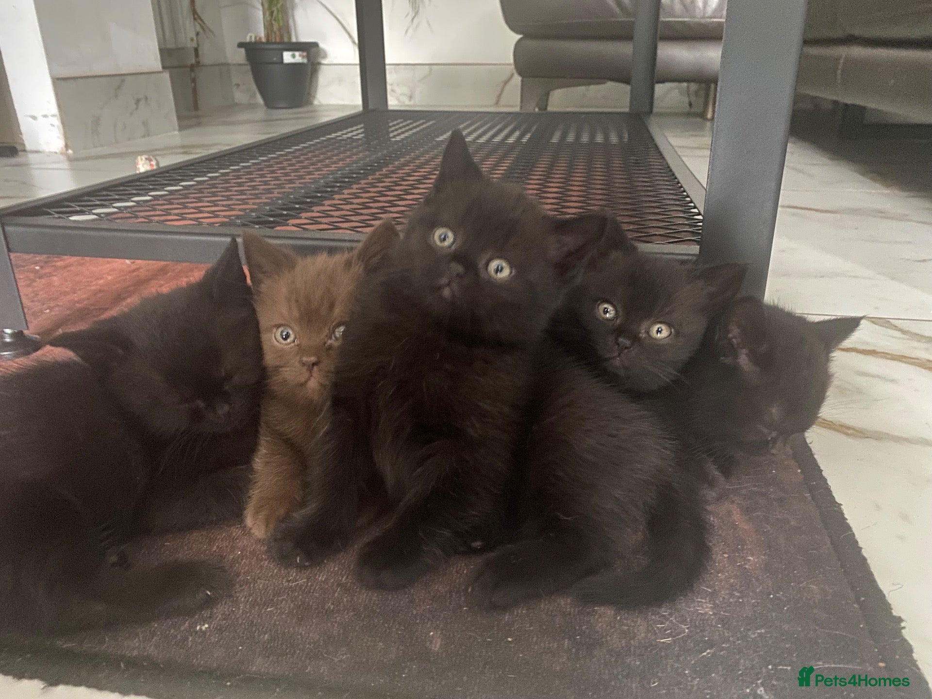 British Shorthair cats 6 beautiful British Short Hair Kittens - Advert 12