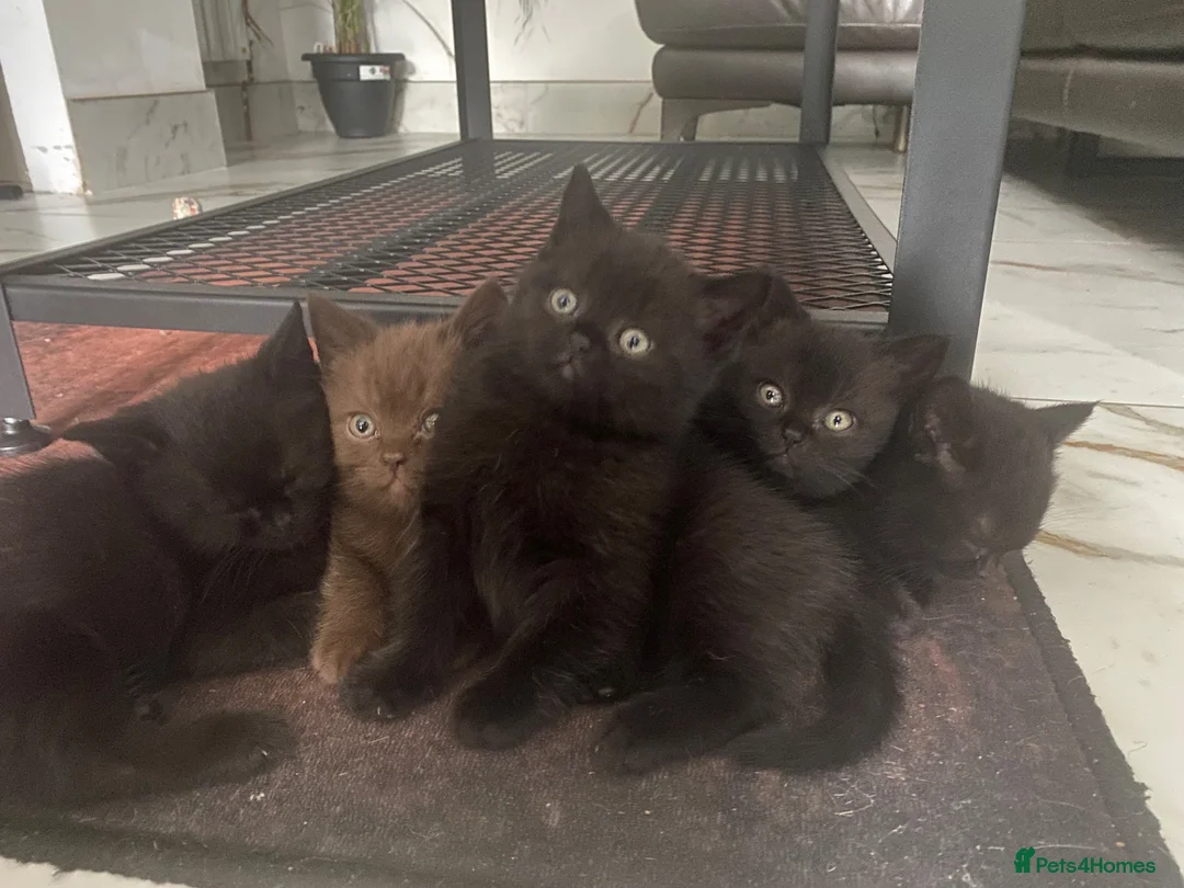 British Shorthair cats for sale: 6 beautiful British Short Hair Kittens - Advert 1