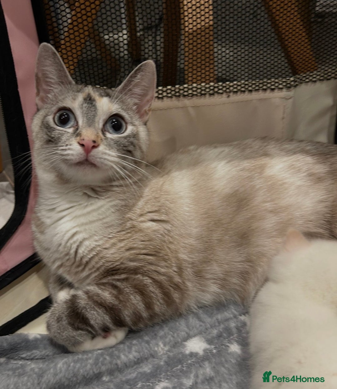 Ragdoll cats for sale: Ragdoll torie/flame/lynx x kittens - Advert 7