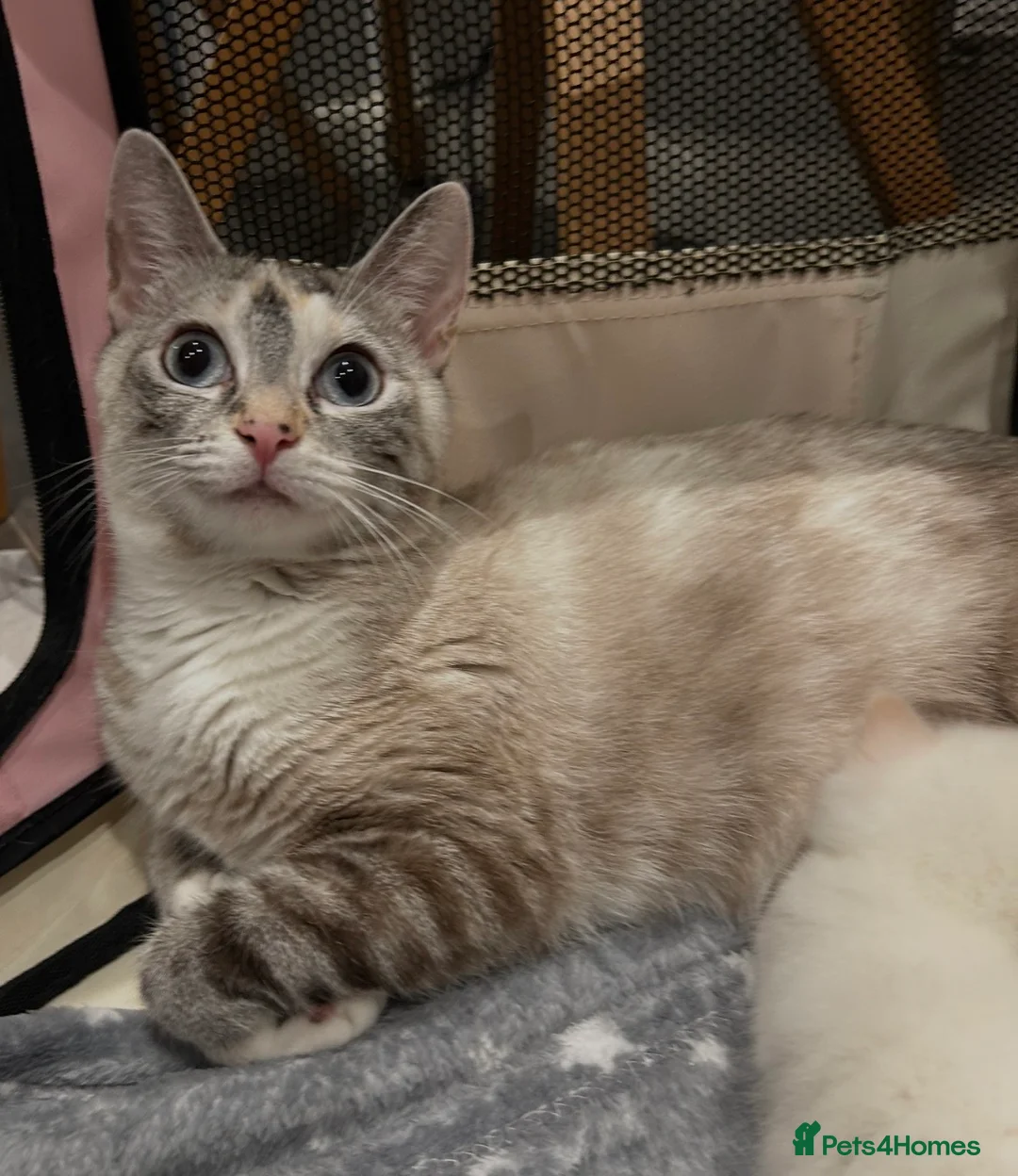 Ragdoll cats for sale: Ragdoll torie/flame/lynx x kittens - Advert 13