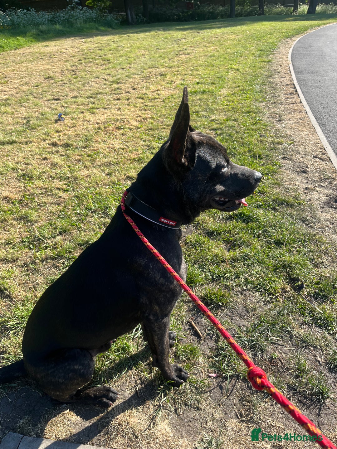 Mixed Breed dogs for sale: Bear - Staffy X German Shepherd - Image 15