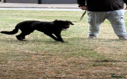 Cane Corso dogs for sale: Male cane corso - Image 5