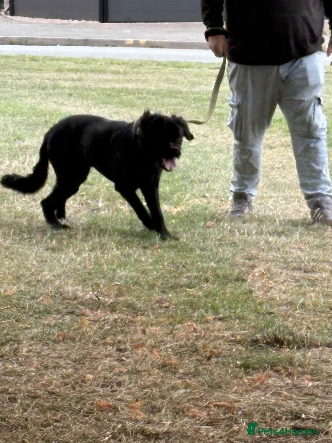Cane Corso dogs for sale: Male cane corso - Image 5