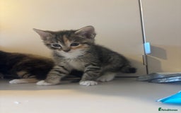 Mixed Breed cats for sale: 😻Happy kittens 😻 - Image 7