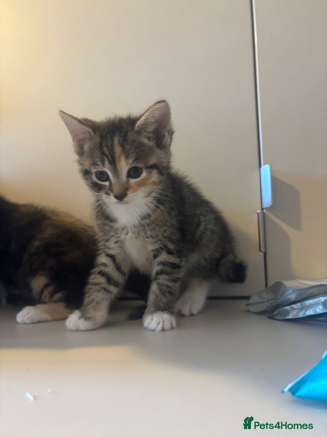 Mixed Breed cats for sale: 😻Happy kittens 😻 - Image 7