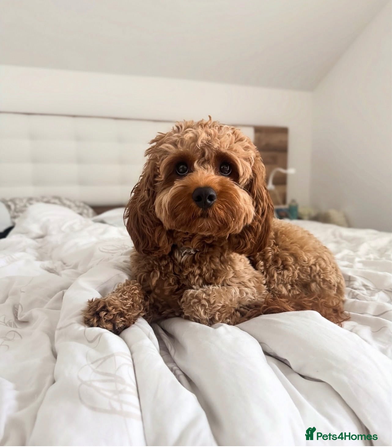 Cavapoo dogs Billie - Advert 15