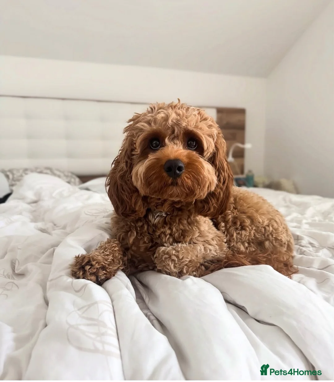 Cavapoo dogs for sale: Billie in London - Advert 1
