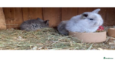 Mini Lop rabbits - Advert 10