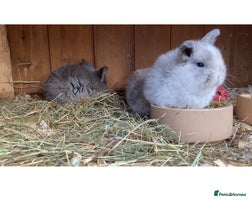 Mini Lop rabbits - Advert 2
