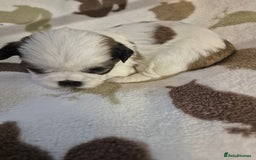 Shih Tzu dogs for sale: Beautiful Shih-tzu's - Image 17