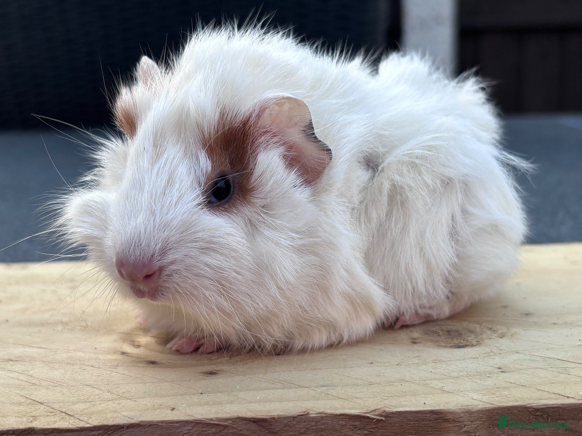 Guinea Pig rodents for sale: Funky adults and babies  - Advert 1