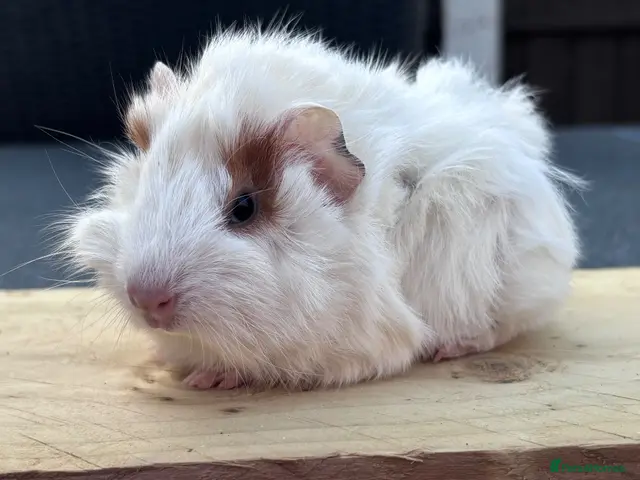 Guinea Pig rodents for sale: Funky adults and babies - Advert 1