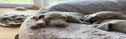 Weimaraner dogs for sale: Superb Gunalt Bloodlines & Excellent Temperament - Advert 5