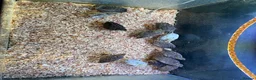 Quail poultry for sale: Button quail  - Advert 1