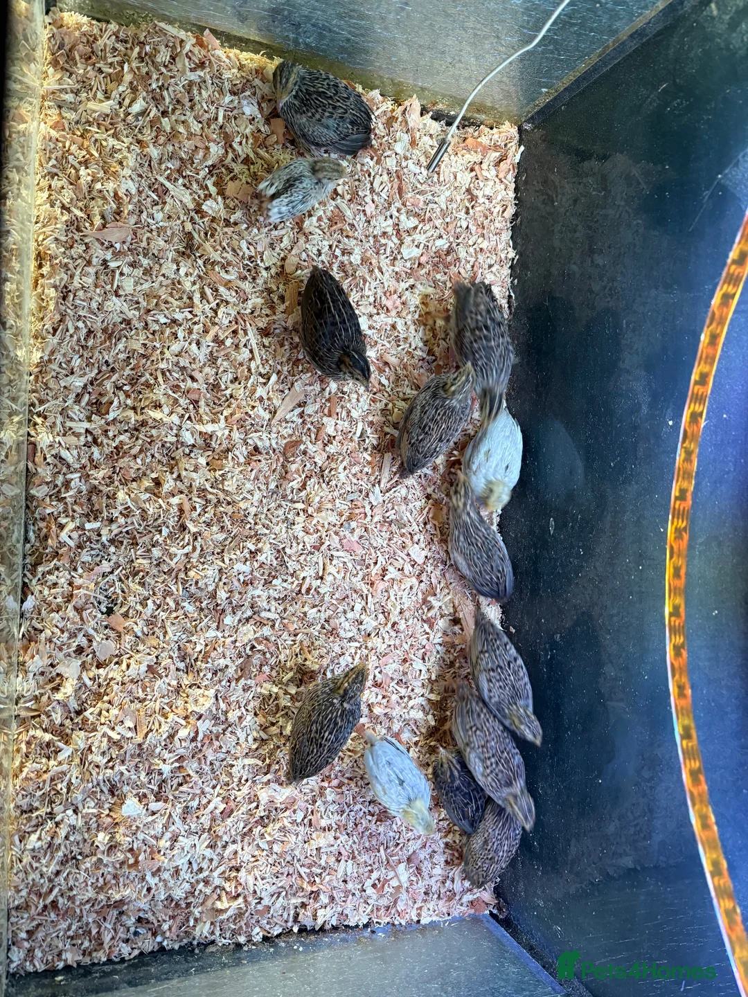 Quail poultry for sale: Button quail  - Advert 1
