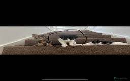 Mixed Breed cats for sale: Black and white kitten FREE - Image 3