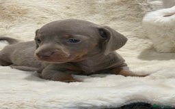 Miniature Dachshund dogs for sale: Stunning mini smooth dachshund pups  - Image 28