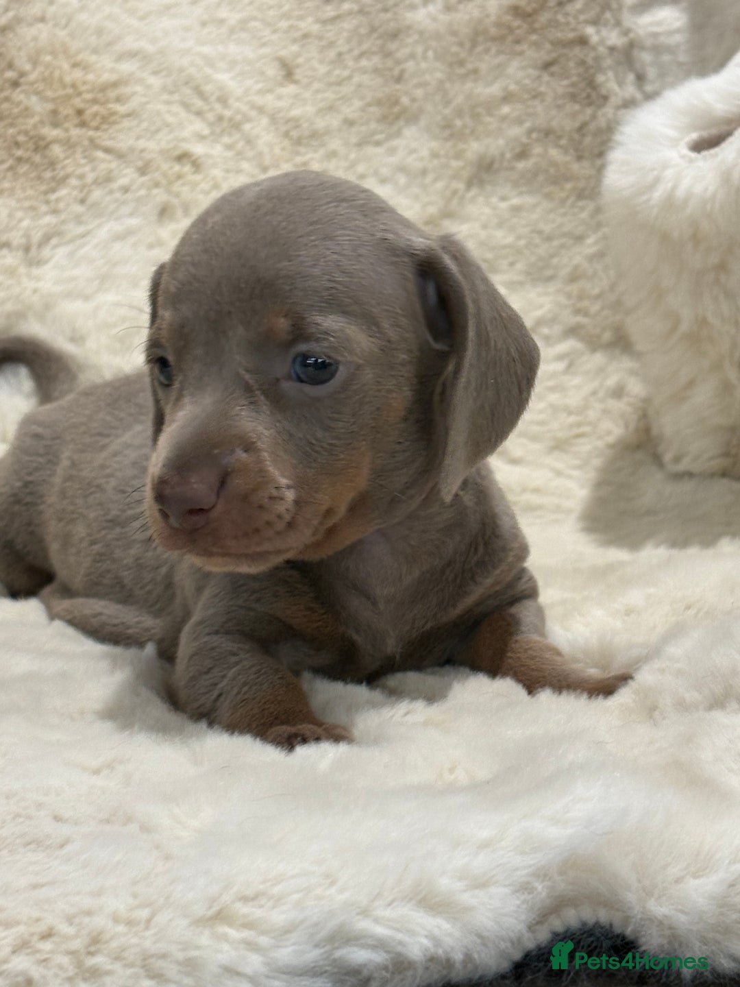 Miniature Dachshund dogs for sale: Stunning mini smooth dachshund pups  - Image 28