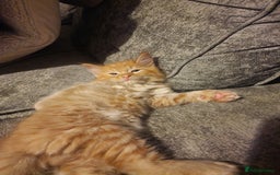 Mixed Breed cats for sale: 1 beautiful male kitten last of the litter  - Image 1