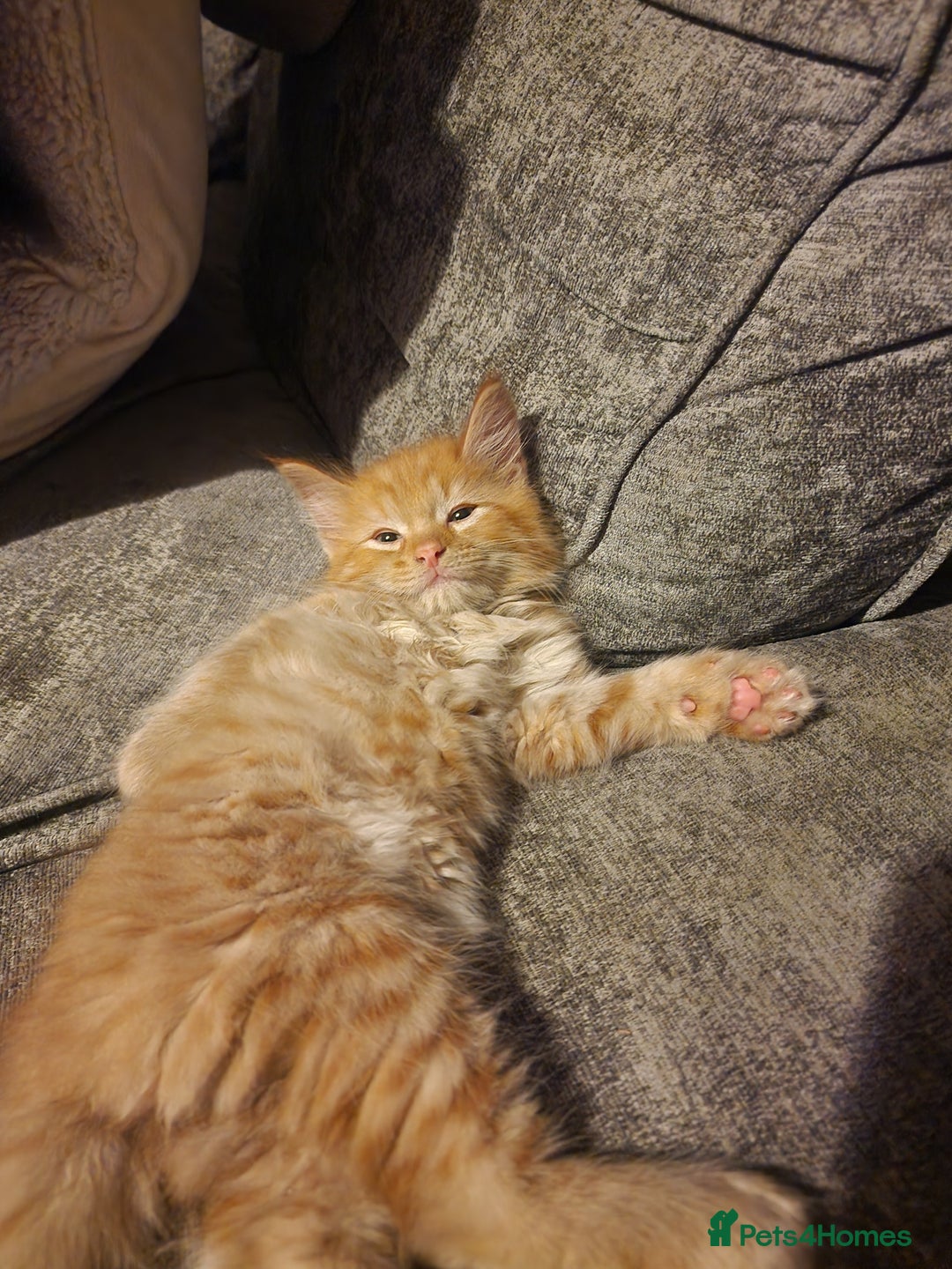 Mixed Breed cats for sale: 1 beautiful male kitten last of the litter  - Image 1
