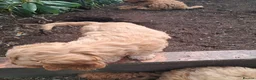 Cockapoo dogs for sale: Cockapoos F2 (deep red/faun) - Advert 9