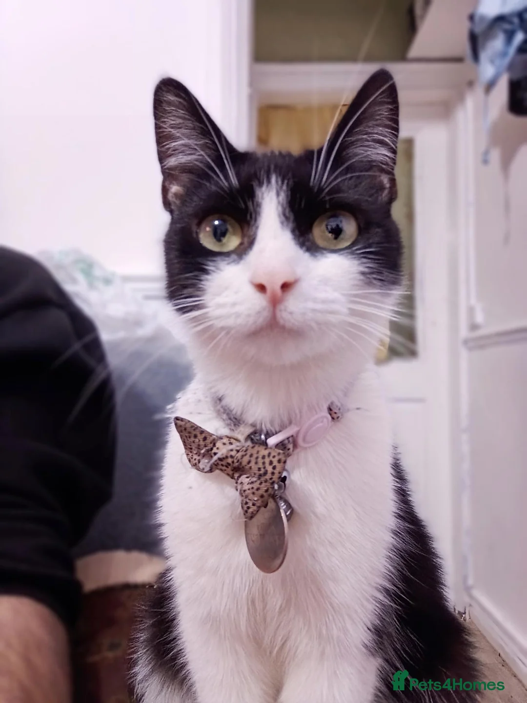 Mixed Breed cats for sale: Female Cat in Nottingham - Advert 2