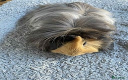 Guinea Pig rodents for sale: Adult and baby guinea pigs - Image 4