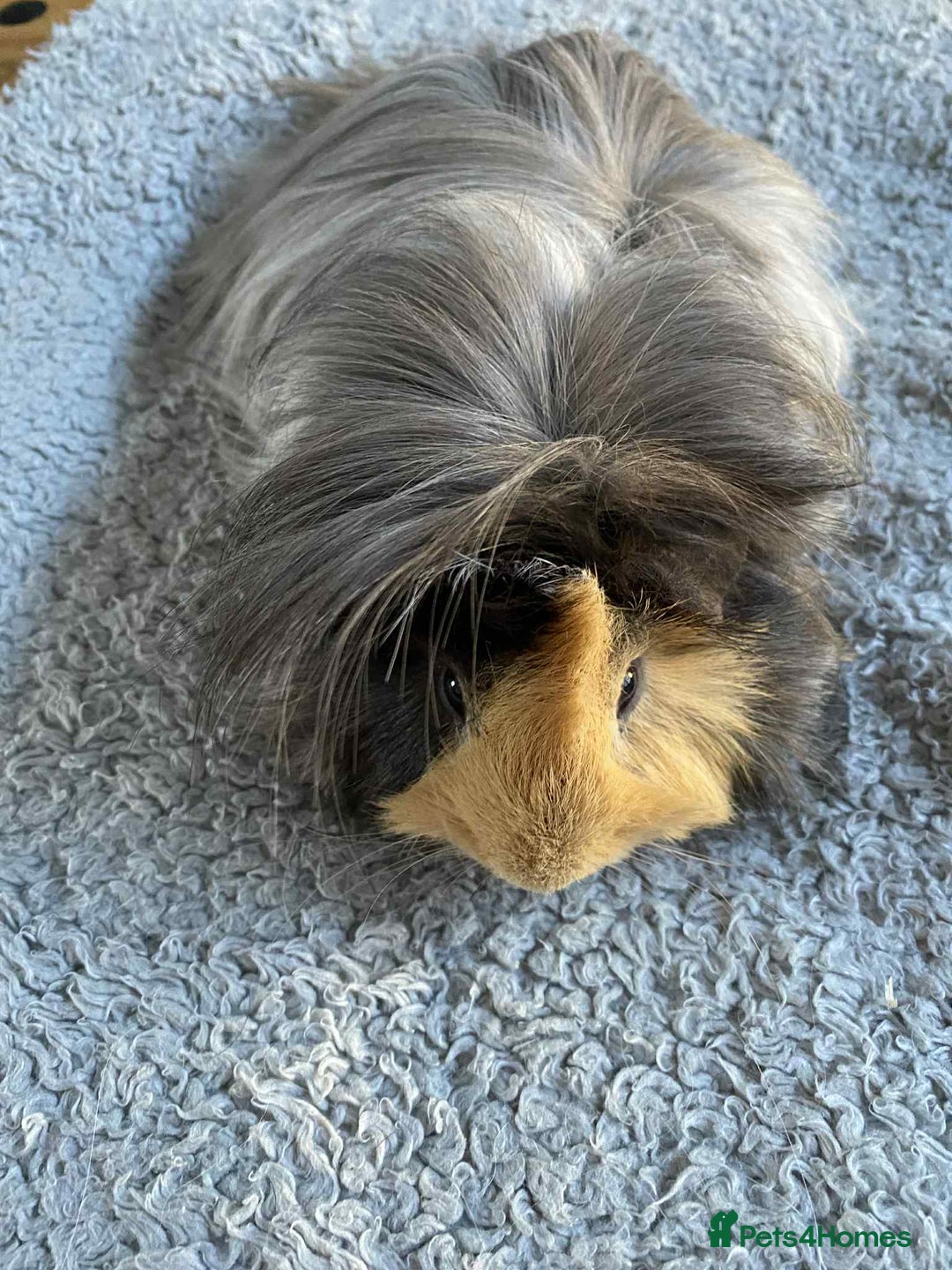 Guinea Pig rodents for sale: Adult and baby guinea pigs - Image 4