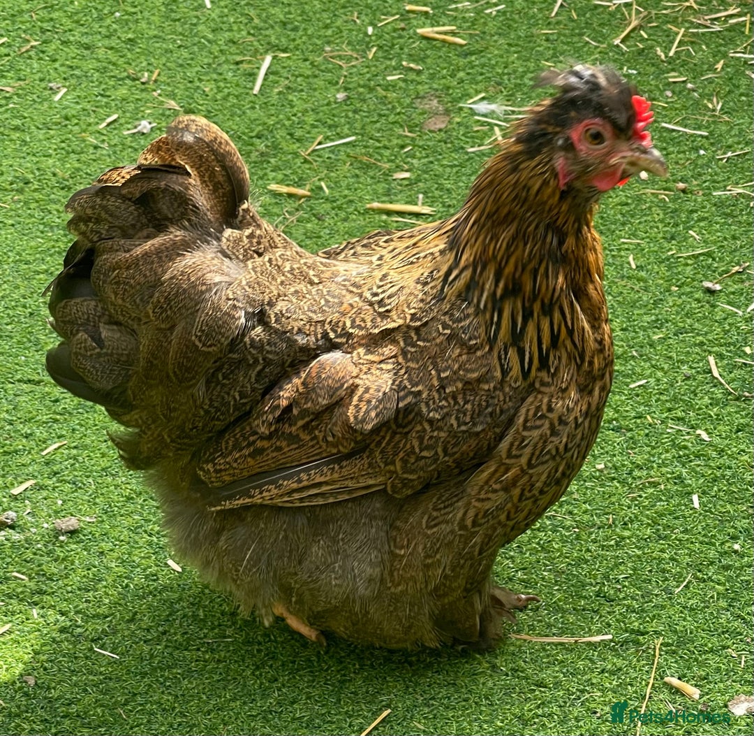 Chickens poultry for sale: Hen, POL Hens, Cockerels and chicks - Image 21