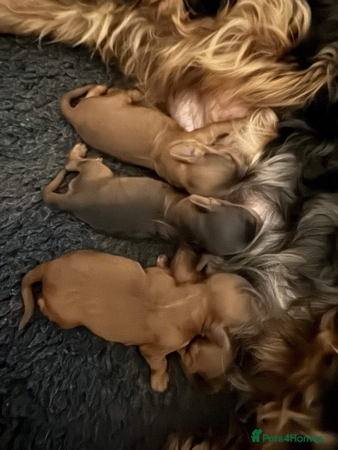 Toy Poodle dogs for stud: Teddy Fox red Proven Toy Poodle for STUD in Bexleyheath - Advert 9