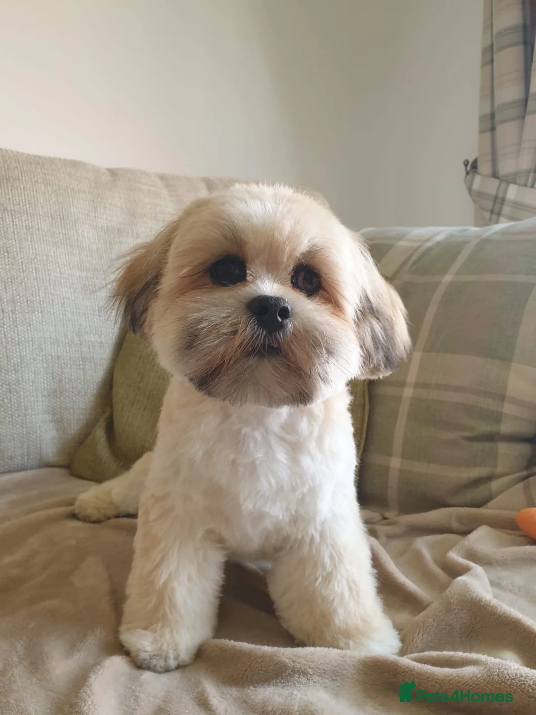Lhasa Apso dogs for stud: Gorgeous proven pedigree Lhasa Apso for stud in Pontefract - Advert 9