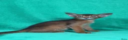 Abyssinian cats for sale: Beautiful GCCF Registered Abyssinian Kittens 💙❤️ - Advert 19