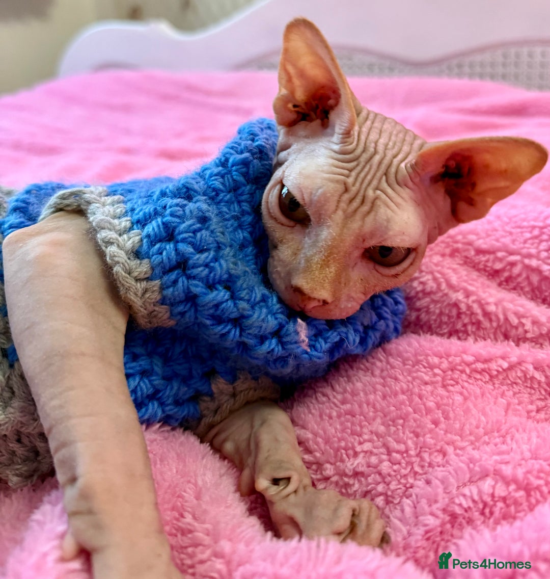 Sphynx cats for sale: 4 months baby Male sphynx - Advert 3