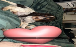 Cocker Spaniel dogs for sale: Cocker spaniel puppies  - Advert 2