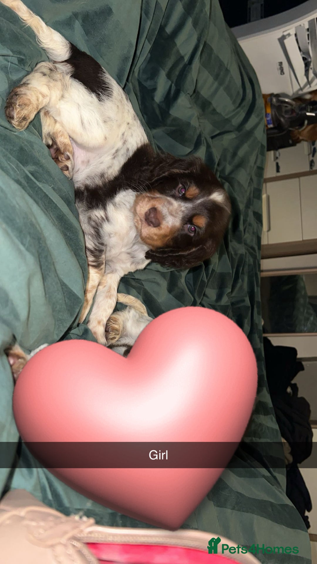 Cocker Spaniel dogs for sale: Cocker spaniel puppies  - Advert 2