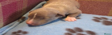 Whippet Puppy 5