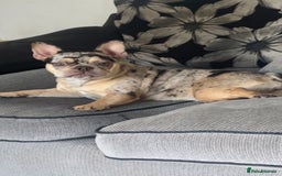 French Bulldog dogs for sale: 10 month old french bulldog female - Image 3