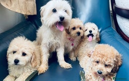 Maltipoo dogs for sale: Stuning Maltipoo Puppies Ready To Go - Image 15