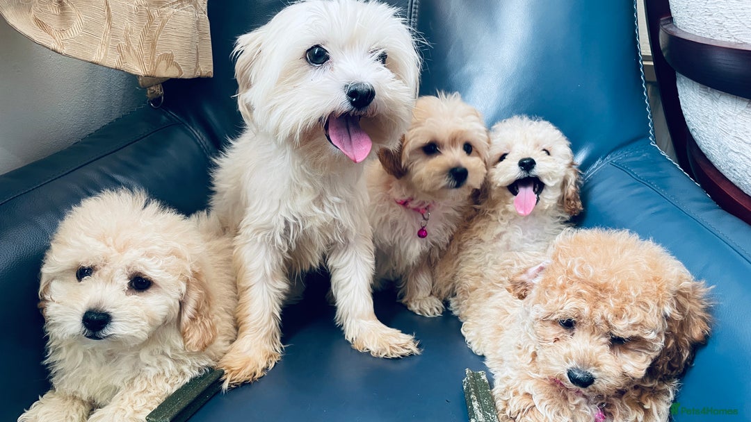 Maltipoo dogs for sale: Stuning Maltipoo Puppies Ready To Go - Image 15