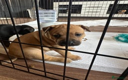 Mixed Breed dogs for sale: Staffie/Frenchie pups - Image 21