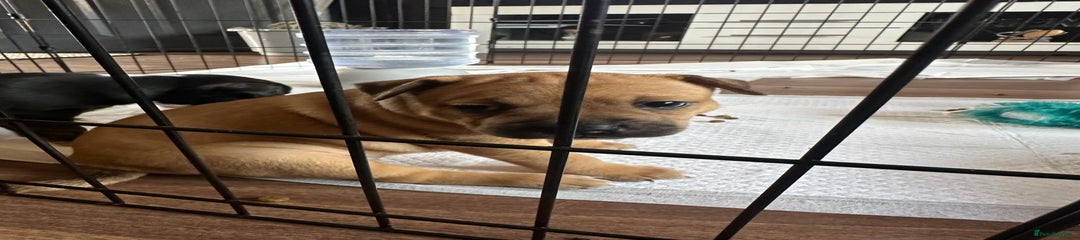 Staffie female Thorn