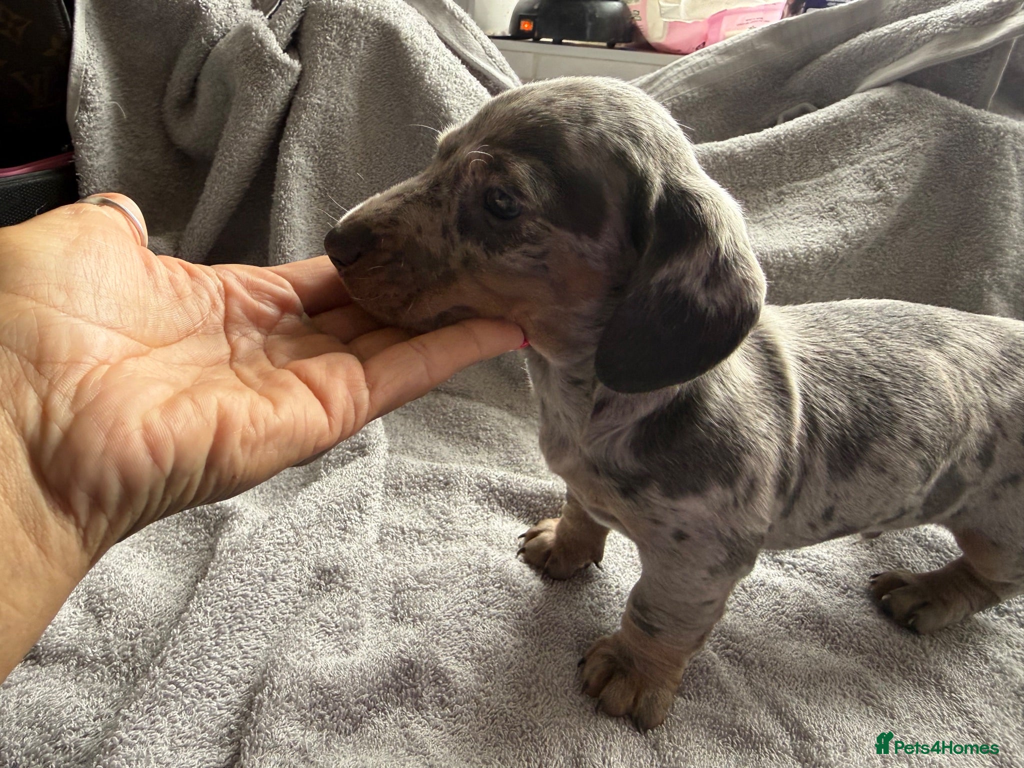 Dachshund dogs 2. Boys 1. Girl  - Advert 2