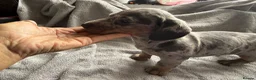 Dachshund dogs for sale: 2. Boys 1. Girl  - Advert 2