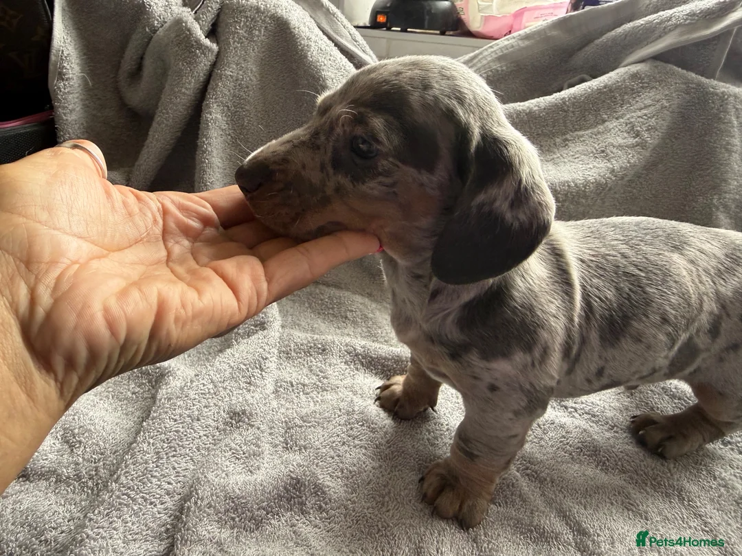 Dachshund dogs for sale: 2. Boys 1. Girl  - Advert 2