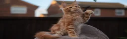 Maine Coon cats for sale: XL Pedigree Maine coon kittens - Advert 26
