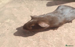 Guinea Pig rodents for sale: Baby guinea pigs - Image 4