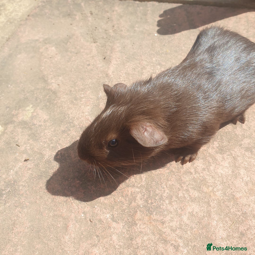 Guinea Pig rodents for sale: Baby guinea pigs - Image 4